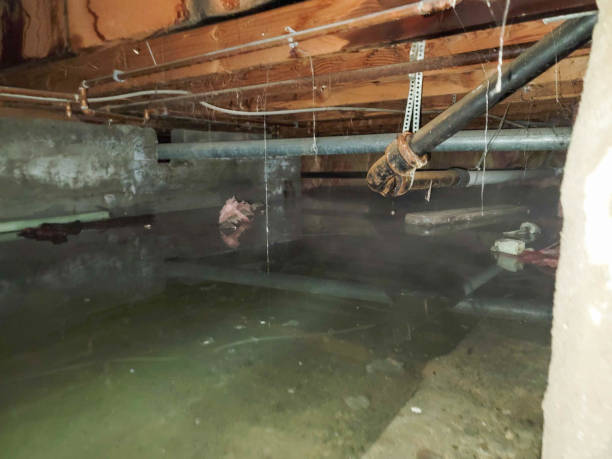 Best Water damage restoration mold remediation  in New Hope, AL
